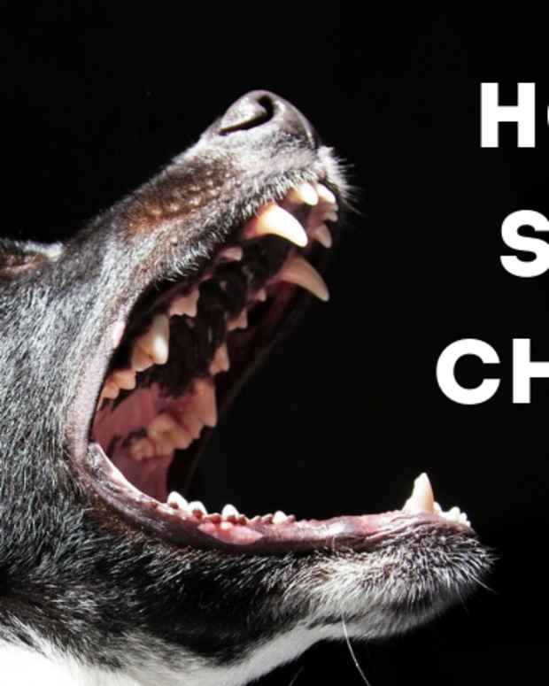 How to Save a Puppy With Parvovirus PetHelpful By fellow animal