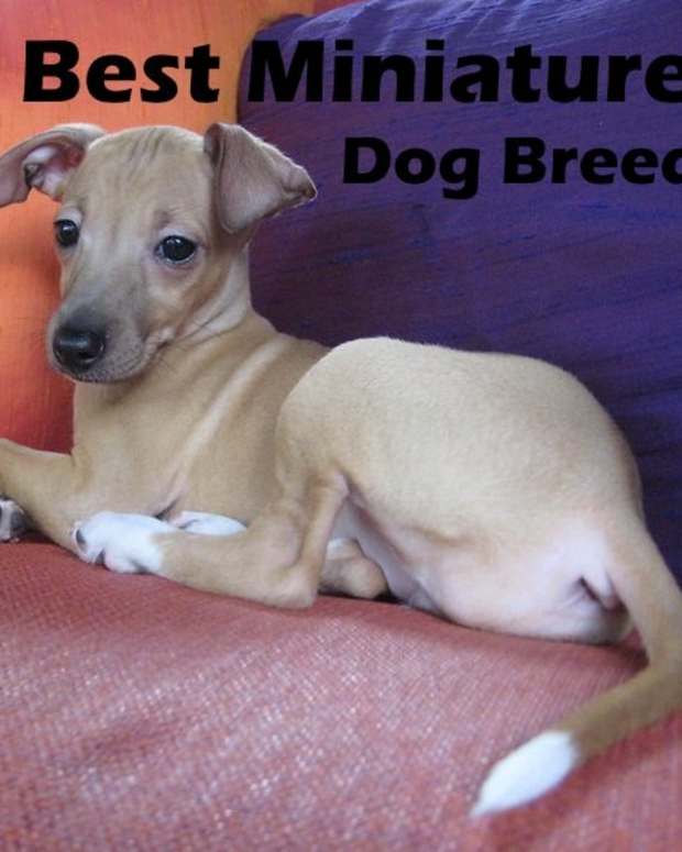 Six Best Dog Breeds for a Small Backyard Farm PetHelpful By fellow