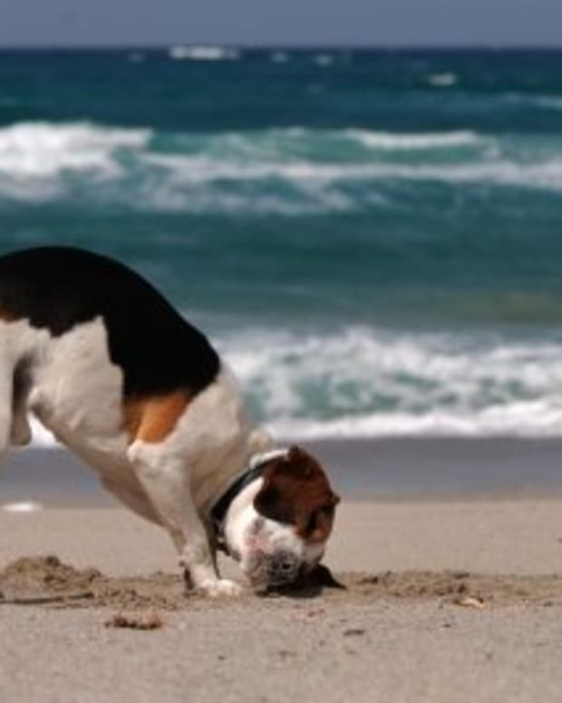 Reasons Why Dogs Eat Rocks or Pebbles PetHelpful By fellow animal