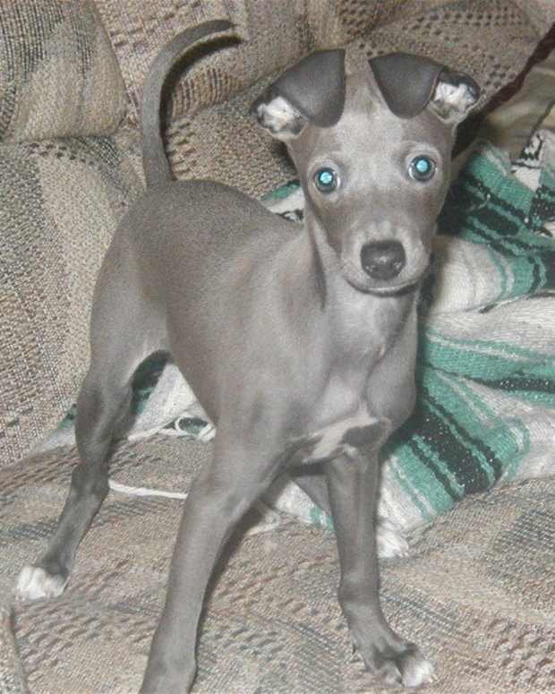 greyhound stuffed animal