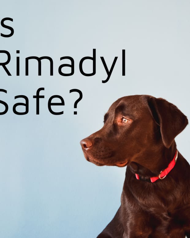 dog on proin still leaking