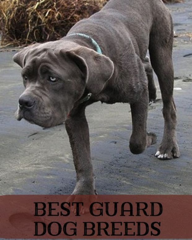 5 Best Personal Protection Dog Breeds PetHelpful By fellow animal