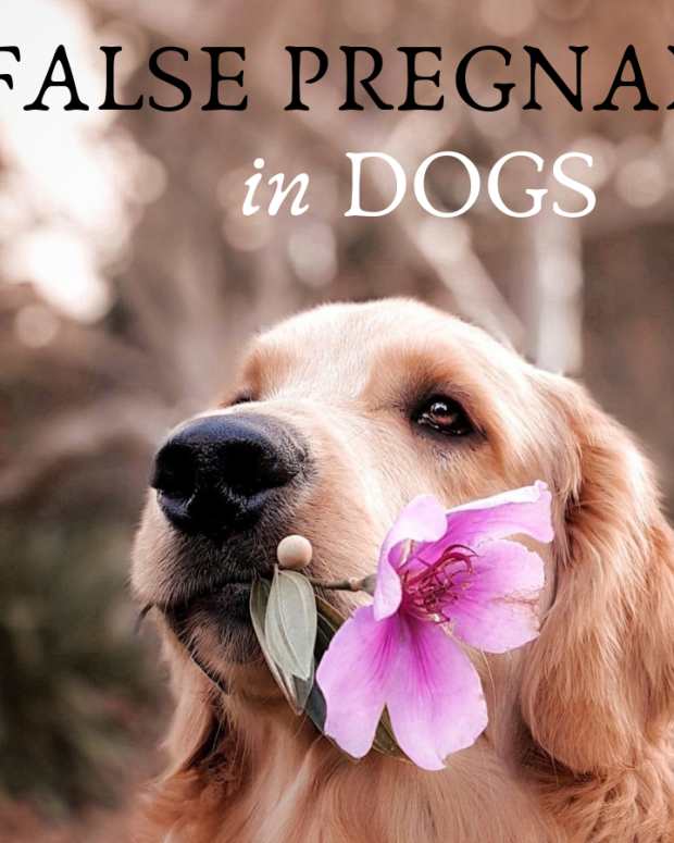 dog abortion pill cost