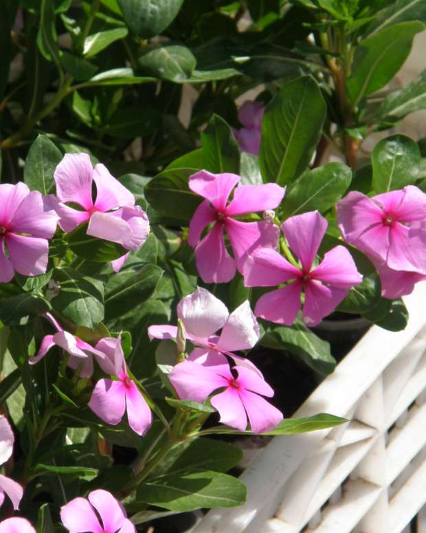 7 Most Poisonous Berries (With Photos and Descriptions) CalorieBee