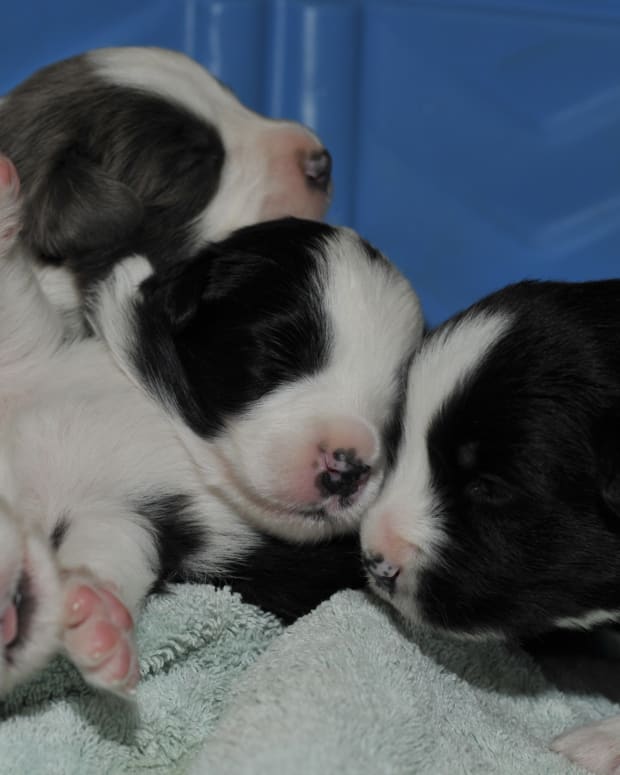 purebred puppies for sale