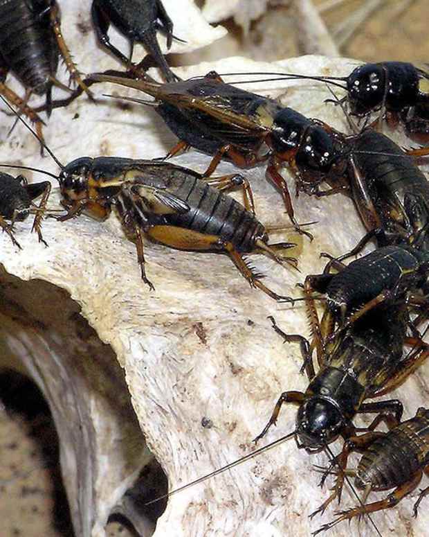 Do Mothballs Get Rid Of Crickets