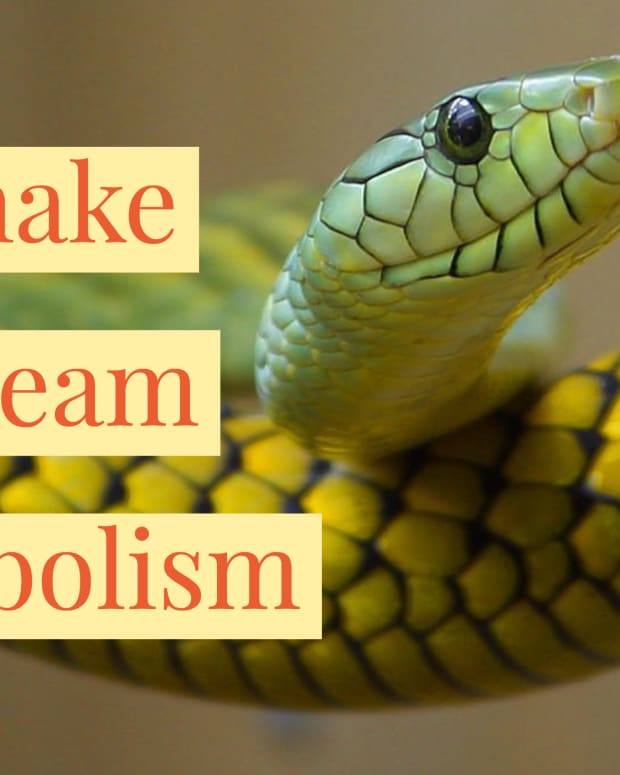 download snake in dream meaning