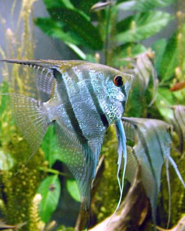 top 10 aggressive aquarium fish