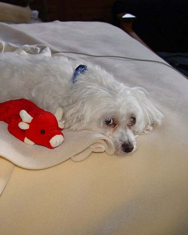 5 Best Small Watchdog Breeds PetHelpful By fellow animal lovers and