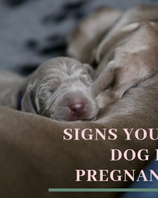 How Long After A Dog Loses Her Mucus Plug Does Labor Start Pethelpful By Fellow Animal Lovers And Experts