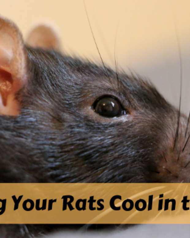 How to Bond With Your Pet Rats A Beginner's Guide PetHelpful By