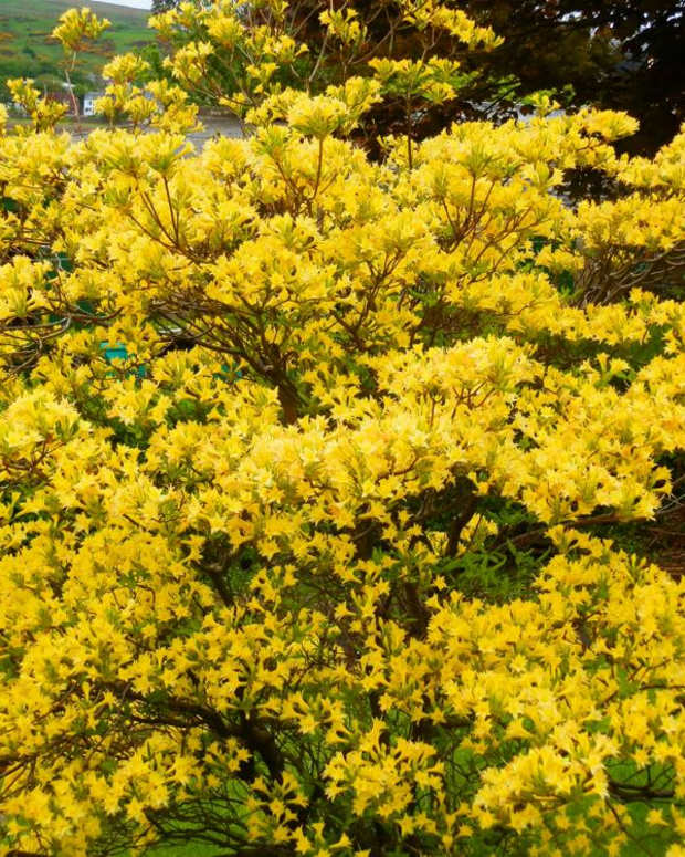 Top 10 Climbing Plants for a Small Trellis Dengarden Home and Garden