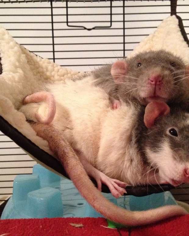 Best Dental Treats for Dogs Greenies, Milk Bones, and Other Treats