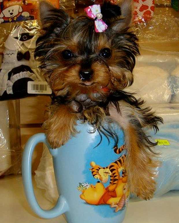 Why My Giant Yorkie Is Better Than Your Teacup Yorkie PetHelpful By