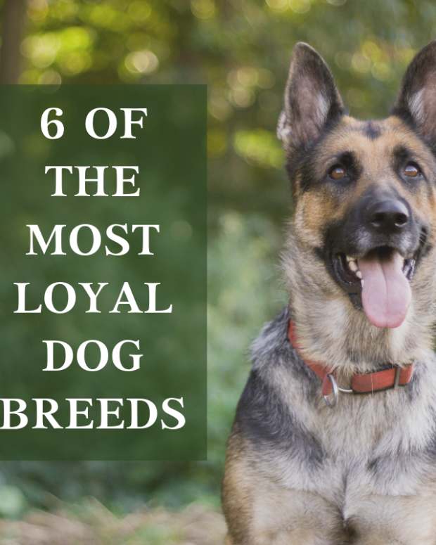 Blue Heeler Dogs Aggressive yet Loyal PetHelpful By fellow animal