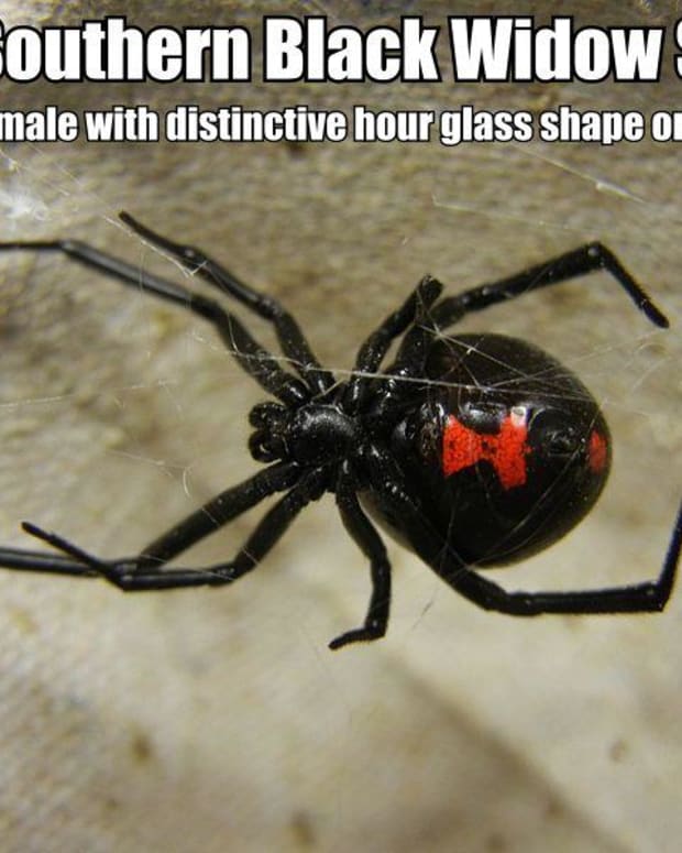 U.S. Poisonous Spiders: Black Widow, Brown Recluse, & Hobo - Dengarden ...