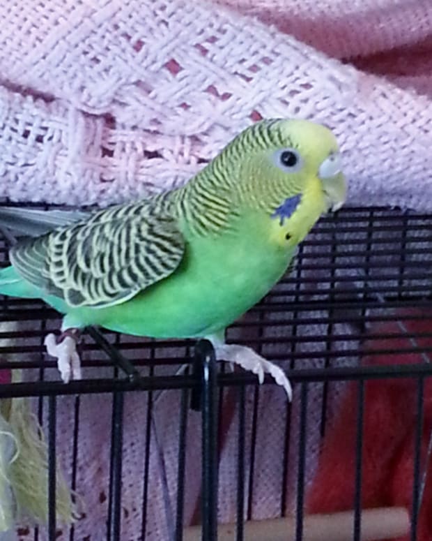 introducing a new parakeet