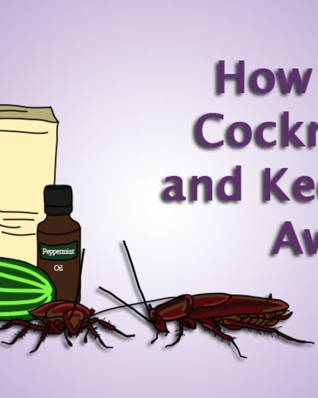 How to Get Rid of Cockroaches Forever Dengarden Home and Garden