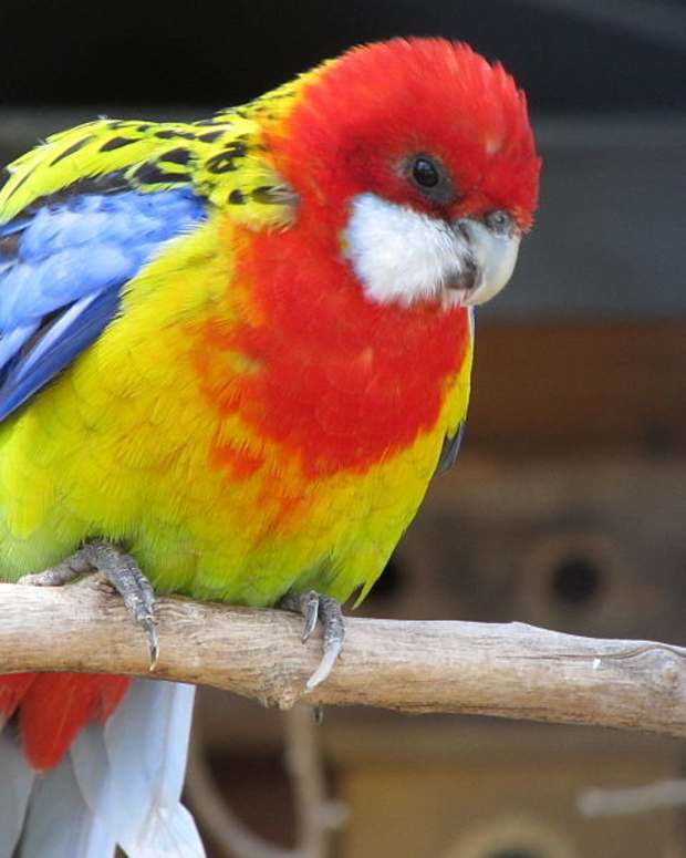 The Ethics of Keeping Pet Birds Is It Cruel to Keep a Bird in a Cage? PetHelpful By fellow