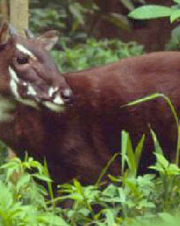 Top 10 Rare or Endangered Butterflies Owlcation Education