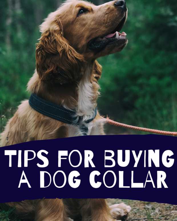 dog-collars-pros-and-cons-of-different-types