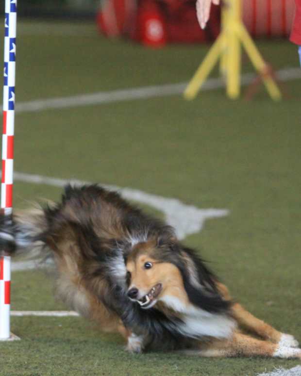 best shoes for dog agility