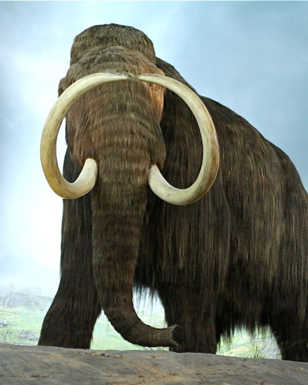 The Top 15 Most Beautiful Extinct Animals Owlcation