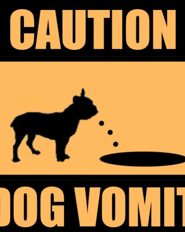 dog dark yellow vomit