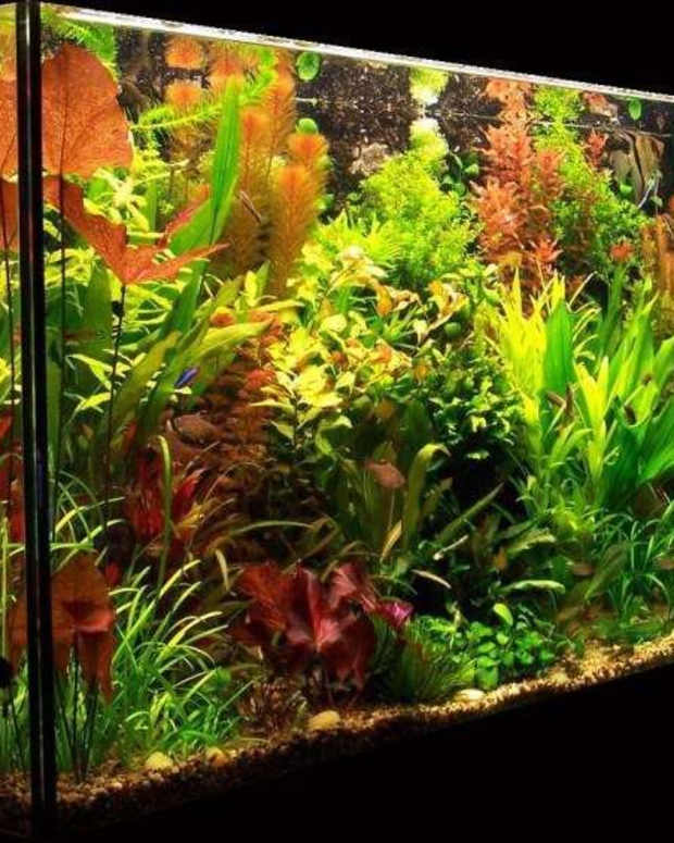 Easy and Best Aquarium Plants PetHelpful By fellow animal lovers