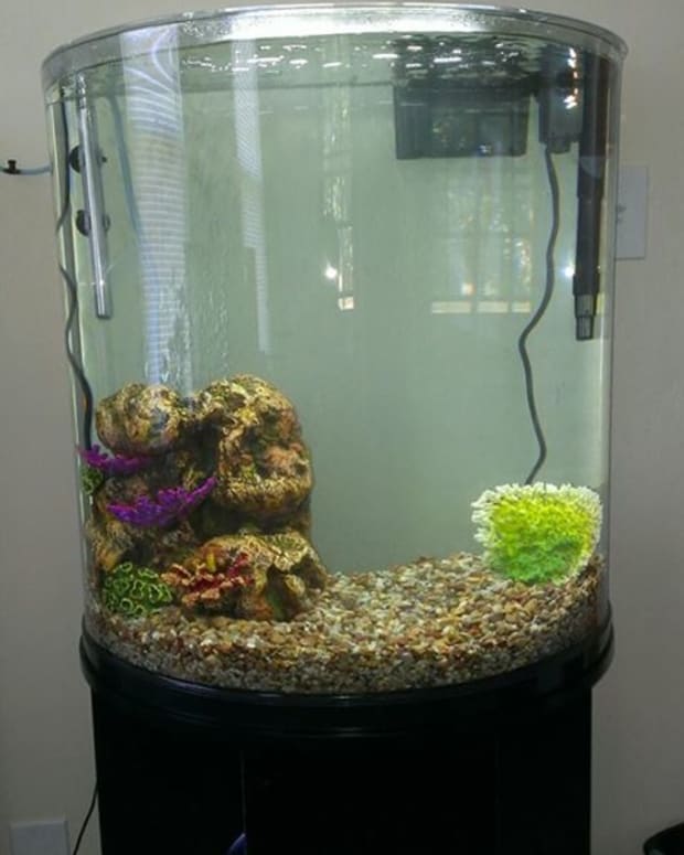 How to Set Up a Perfect Freshwater Aquarium - Setting Up A Freshwater Aquarium A GuiDe For Beginners