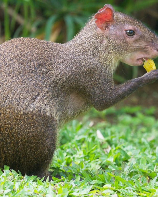 Capybaras: Giant Rodents of South America and Exotic Pets - PetHelpful ...