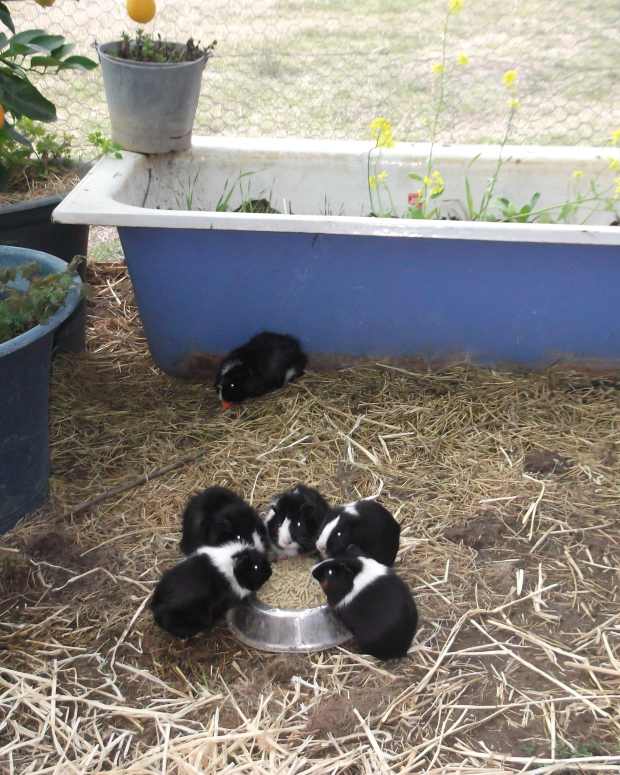 What Toys Can I Give My Guinea Pig? PetHelpful By fellow animal