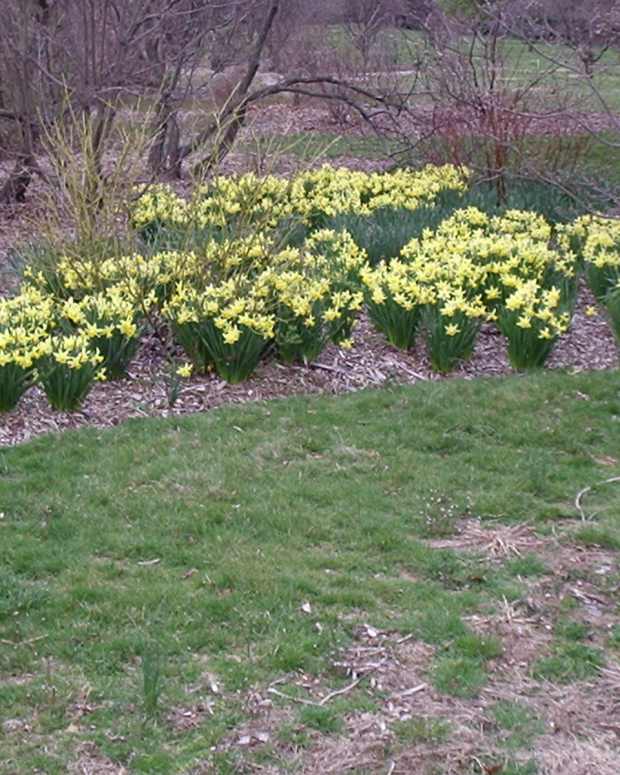 The Best Time to Plant Bulbs Dengarden Home and Garden