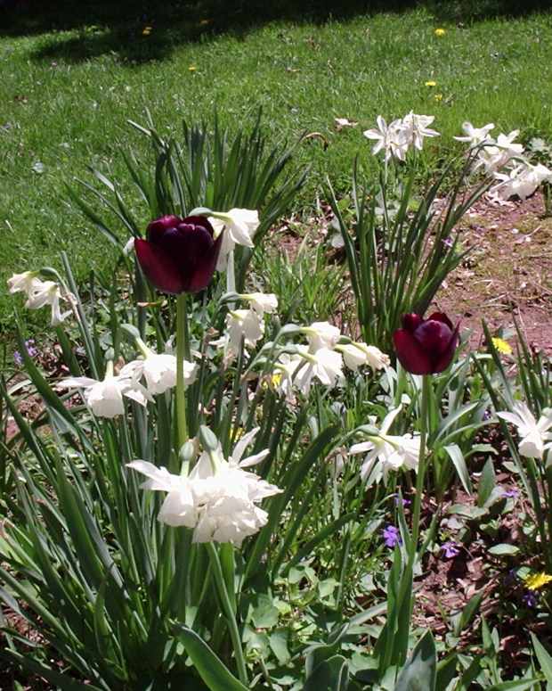 The Best Time to Plant Bulbs Dengarden Home and Garden