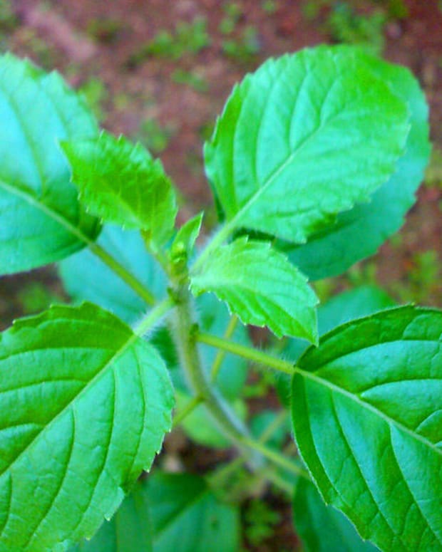 tulsi-health-benefits-how-to-use-it-and-importance-in-hinduism