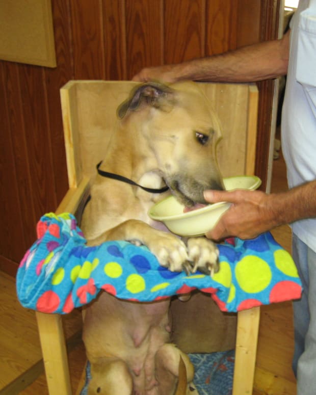 neck pillow for dogs with megaesophagus