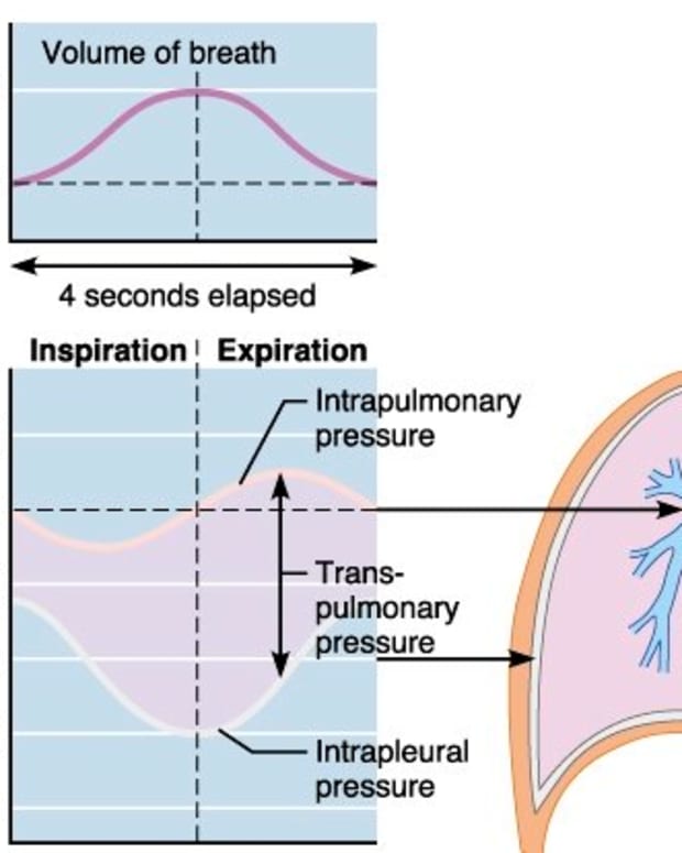 Lung Compliance and Elastance - Owlcation - Education