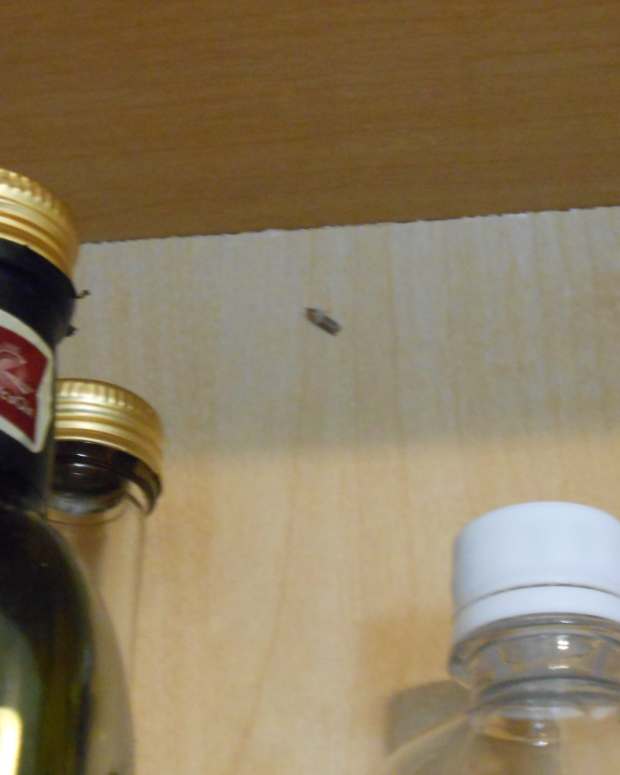 Maggot Facts Where They Come From and How to Get Rid of Them