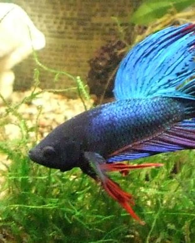 20 Best Fish for a 55-Gallon Tank - PetHelpful - By fellow animal