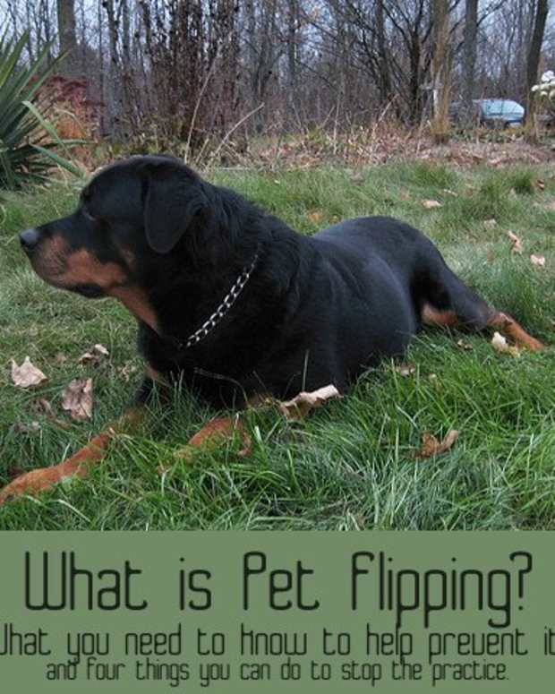 What Is a Sploot and Why Do Dogs and Cats Do It? PetHelpful By