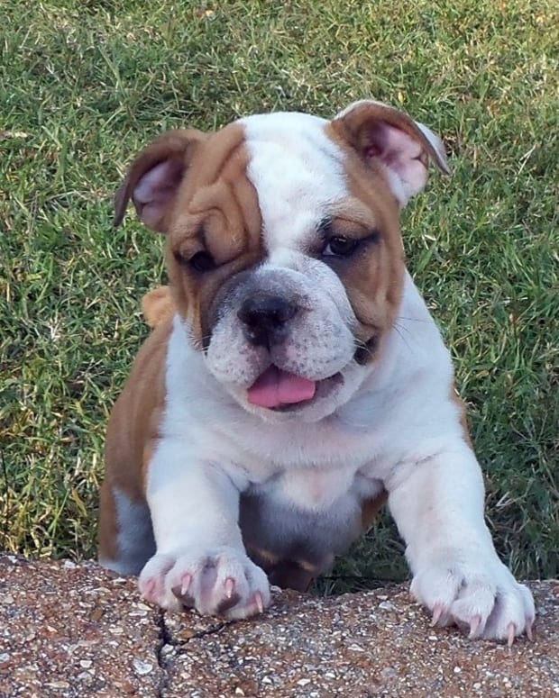 Best Medium-Sized Guard Dog Breeds - PetHelpful - By ...