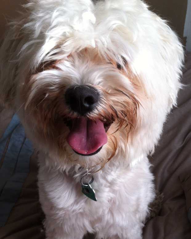 Havanese Dog Temperaments and Care PetHelpful By fellow animal