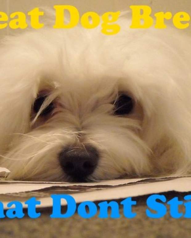 6 Small Dog Breeds That Don't Bark (A Lot!) PetHelpful By fellow