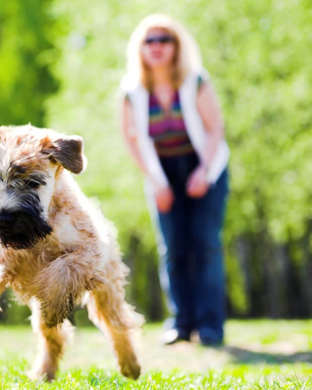 Great Gaelic Dog Names for an Irish Wolfhound - PetHelpful - By fellow