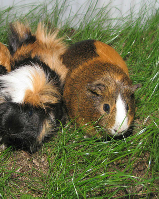 are guinea pigs supposed to eat their poop