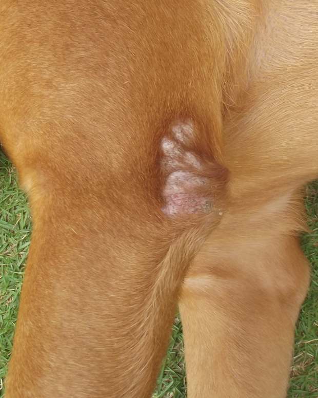 dog ear crusty inside