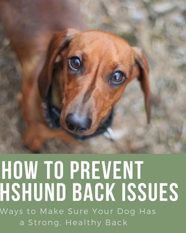 kc registered dachshund breeders