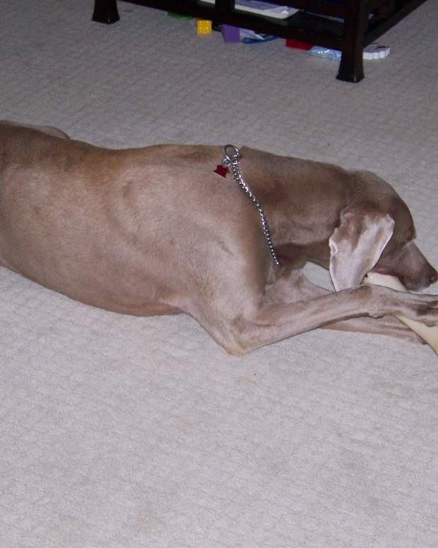 otc uti meds for dogs