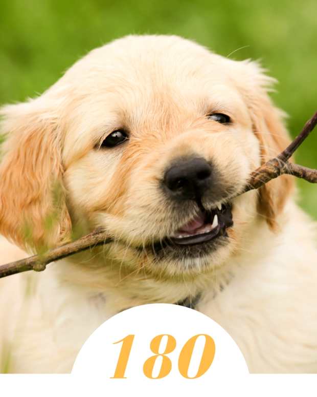 Things You Should Know About Owning a Golden Retriever PetHelpful