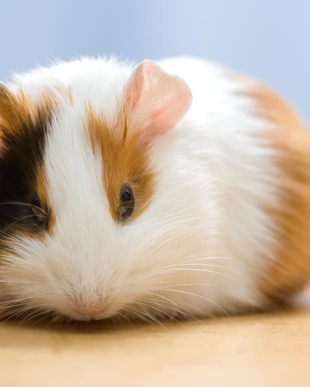 Should You Use Fleece For Bedding In Your Guinea Pig Cage Pethelpful By Fellow Animal And Experts Bedding In Your Guinea Pig Cage, Can You Use Microfiber Towels For Guinea Pig Bedding